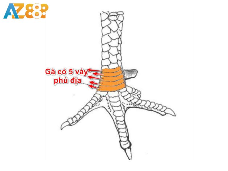 Gà có 5 vảy phủ địa