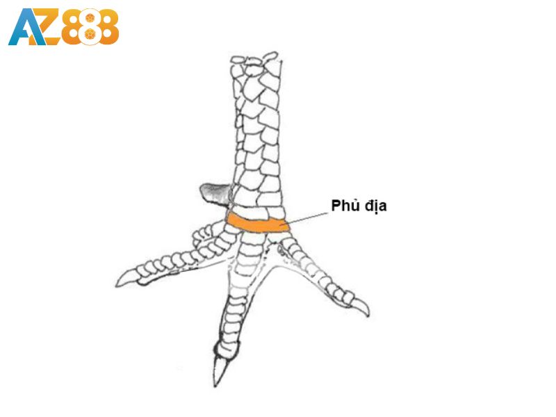 Vảy phủ địa là gì?