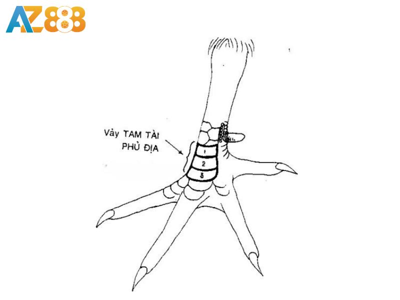 Vảy tam tài phủ địa rất khó tìm 