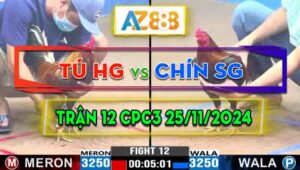 Trận 12 CPC3 25/11/2024﻿ - Gà Anh Chín Sài Gòn Lì Đòn Còn Tải Cựa Tốt