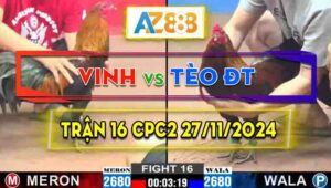 Trận 16 CPC2 27/11/2024 - Gà Anh Tèo Đồng Tháp Đá Cựa Đâm Khủng Khiếp