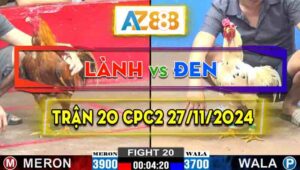 Trận 20 CPC2 27/11/2024 - Gà Anh Đen Đá Gà Anh Lành Xỉu Luôn Trên Tay