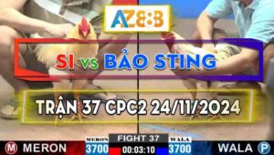 Trận 37 CPC2 24/11/2024 - Bảo Sting Thất Thủ Khi Đụng Gà Cọp Của Anh Si